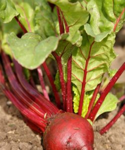 close up photo of beet root