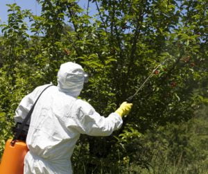 person spraying chemicals on plants