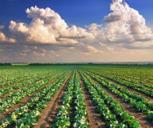 horizon of a farm