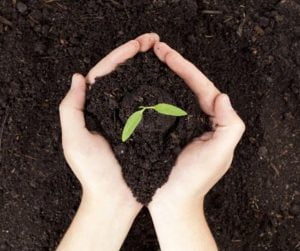 person holding dirt with growing plant