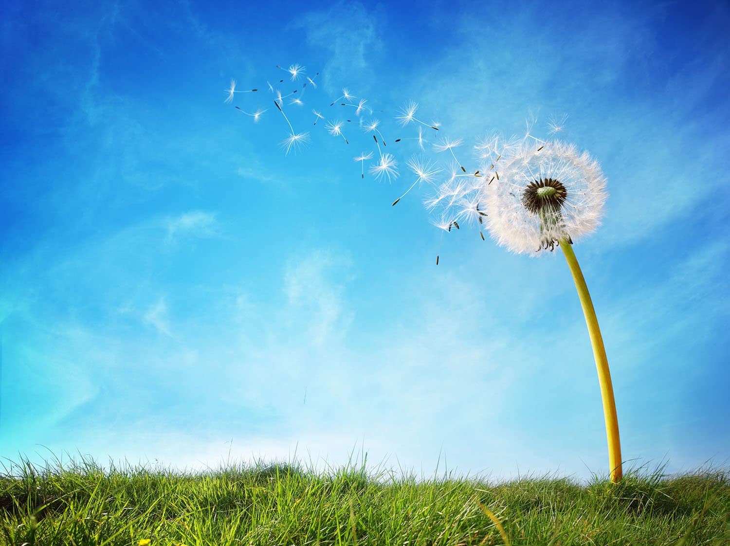 mature dandelion blowing seeds in the wind