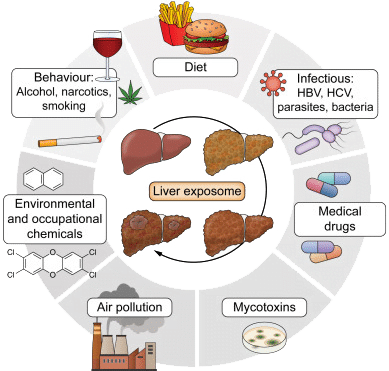 Infographic of Liver Exposome