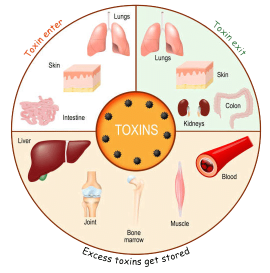 Infographic of the process of detoxification and elimination